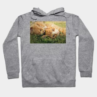 orange kittens playing together Hoodie